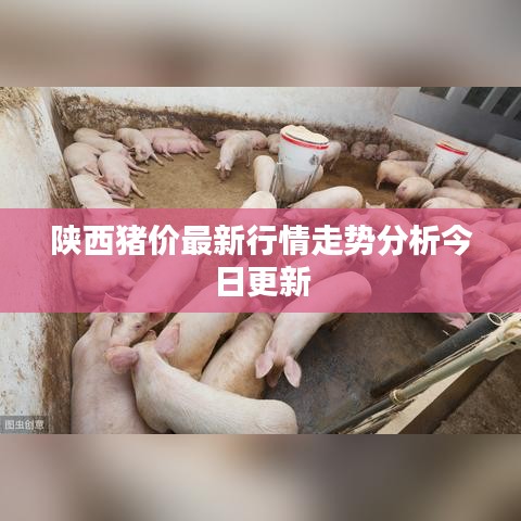 陕西猪价最新行情走势分析今日更新