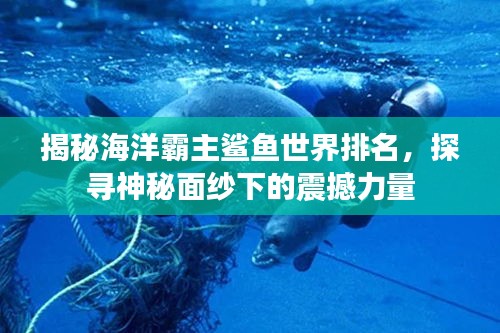 揭秘海洋霸主鲨鱼世界排名，探寻神秘面纱下的震撼力量