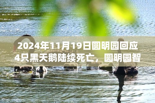 圆明园黑天鹅死亡事件揭秘，智能生态监测系统下的科技守护与挑战