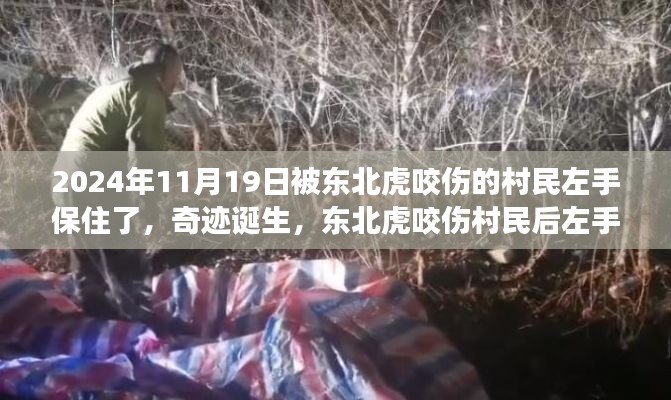 东北虎咬伤村民后奇迹诞生，左手成功保住