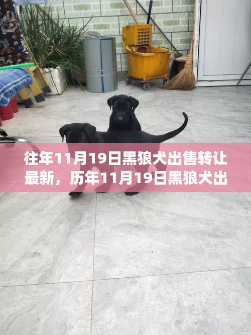 深度解析，历年11月19日黑狼犬出售转让现象，某观点立场与理由探讨