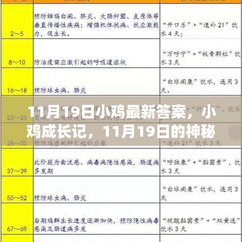 小鸡成长记，神秘答案揭晓与友情之旅的启程（11月19日最新）