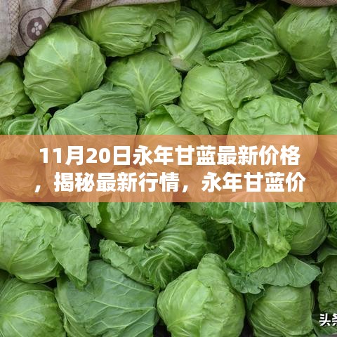 永年甘蓝最新价格揭秘，行情走势分析与趋势预测（11月20日更新）