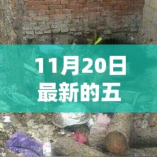 揭秘五夜片的魅力与最新动态，未知领域的探索之旅（以11月20日更新为例）