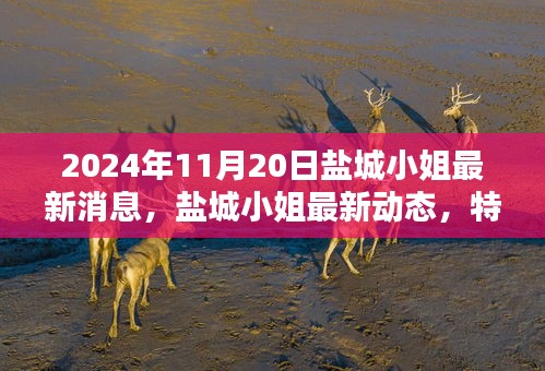 盐城小姐最新动态深度解析，特性、体验、竞品对比及目标用户群体分析（2024年11月版）