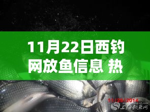 11月22日西钓网放鱼信息全解析，从热门指南到精通技巧