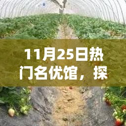 揭秘热门名优馆的独特魅力，探索未知领域的精彩之旅（11月25日）