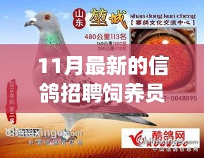 11月最新信鸽饲养员招聘，人才匹配与职业发展多维度探讨