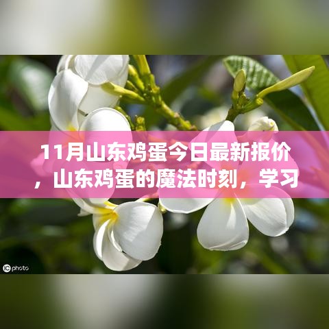 山东鸡蛋最新报价，点亮希望之光，成就梦想之路