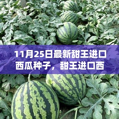 最新甜王进口西瓜种子，感受成长之甜与变化之力