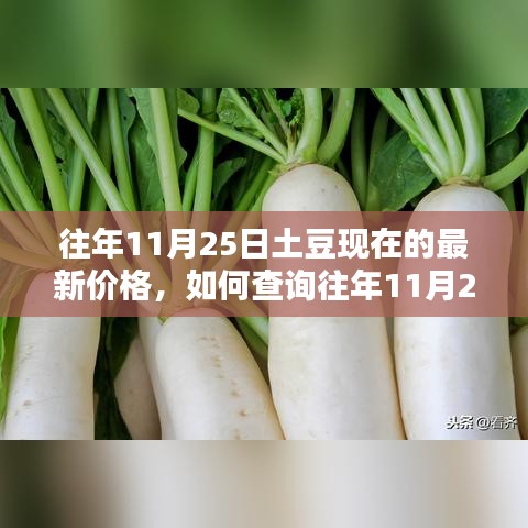 往年11月25日土豆价格查询指南，如何获取详细价格及查询步骤