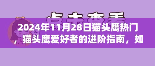 猫头鹰热门趋势揭秘，进阶指南与捕捉猫头鹰爱好者趋势（初学者版，以2024年11月28日为例）