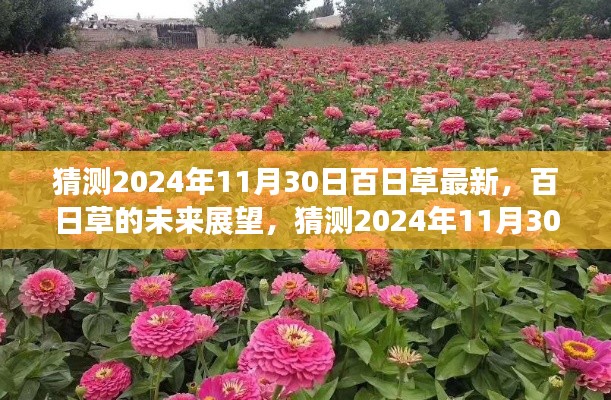 百日草的未来展望，揭秘2024年百日草最新动态与未来趋势分析