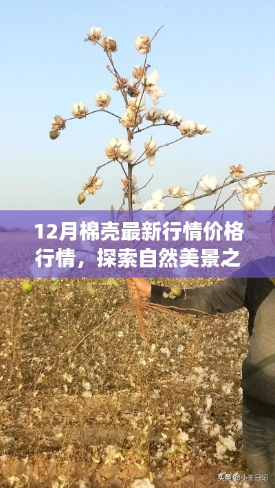 12月棉壳最新行情与心灵涤荡的自然美景探索之旅