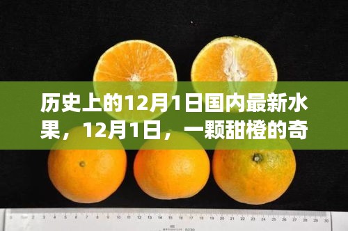 暖心故事，甜橙奇遇记——纪念历史上的12月1日国内最新水果