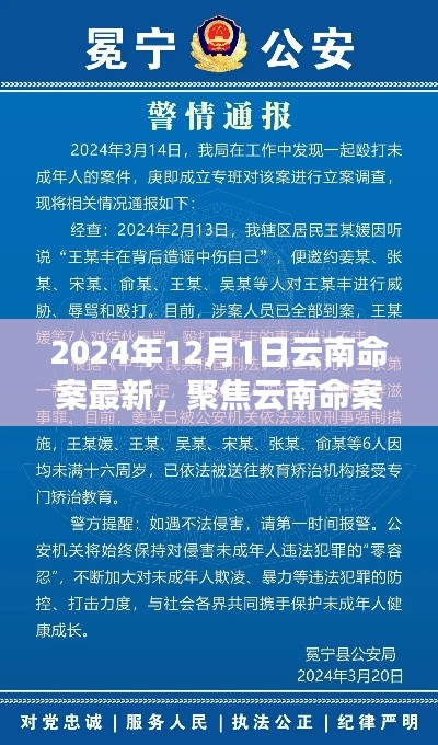 聚焦云南命案，最新进展与深度解读（2024年12月版）