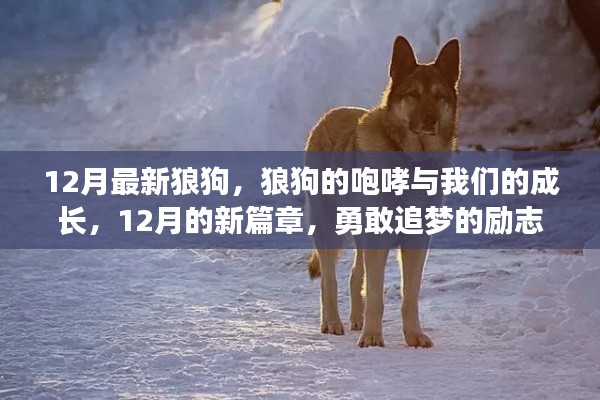 12月狼狗咆哮，励志成长之旅，勇敢追梦的新篇章