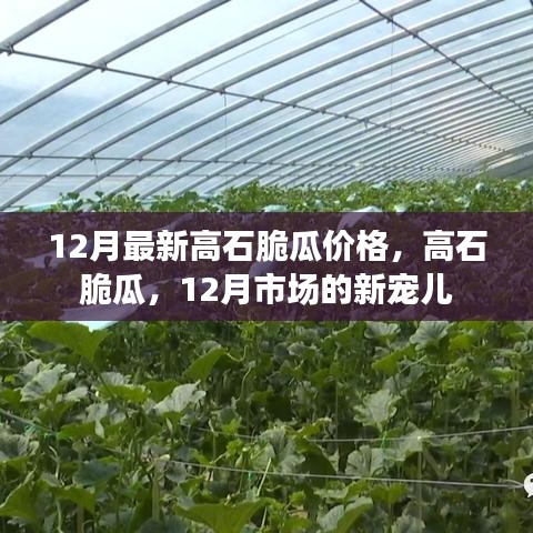 12月高石脆瓜价格与市场热度揭秘，新宠儿的魅力所在