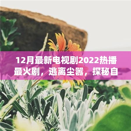 心灵之旅，逃离尘嚣，探秘自然美景——2022年热播电视剧最新盘点