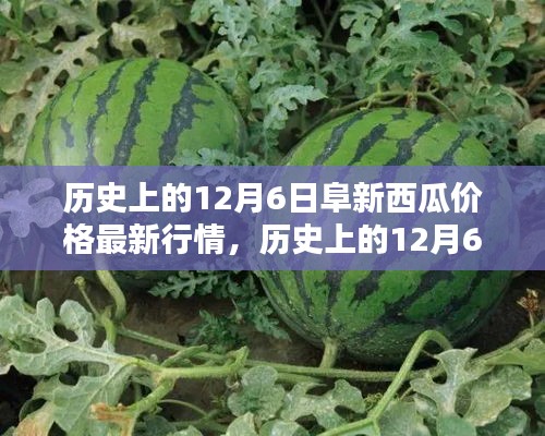 历史上的阜新西瓜价格深度解析，最新行情回顾与深度解析（12月6日）