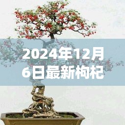 时代背景下的艺术瑰宝，最新枸杞盆景图片大全 2024年精选