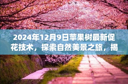 揭秘苹果树促花新技巧，探索自然美景之旅与内心的宁静平和之道（最新技术分享）