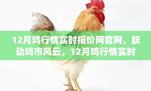 跃动鸡市风云，12月鸡行情实时报价网官网引领成功之路，行情尽在掌握