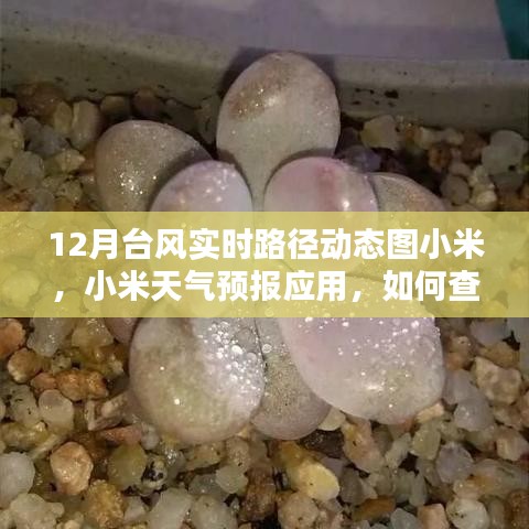 小米天气预报应用，如何查看十二月台风实时路径动态图