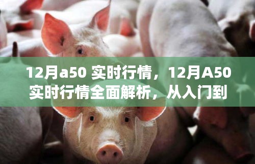 12月A50实时行情解析与交易指南，入门到进阶的全面指导