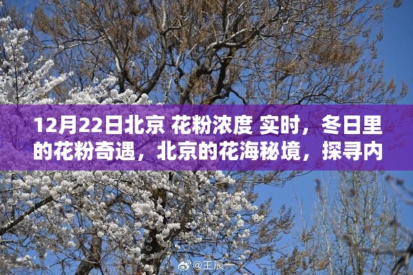 冬日北京花粉浓度实时探秘，探寻花海秘境中的内心宁静与和谐