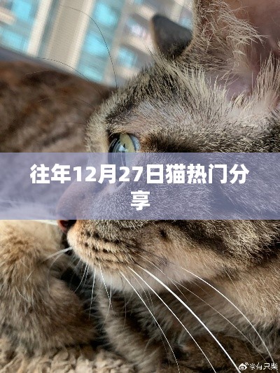 猫热门分享回顾，历年12月27日精彩瞬间