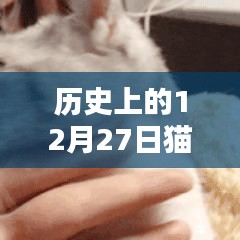 猫咪名字史上的热门时刻，探寻猫咪名字变迁的历程