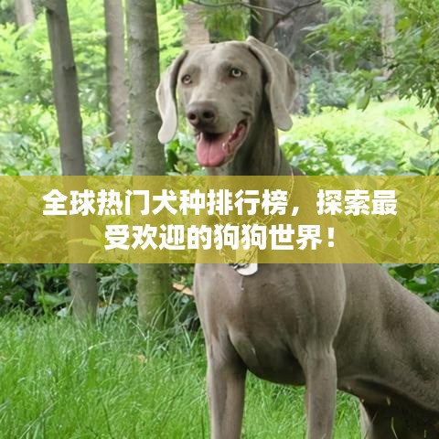 全球热门犬种排行榜，探索最受欢迎的狗狗世界！