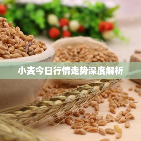 小麦今日行情走势深度解析