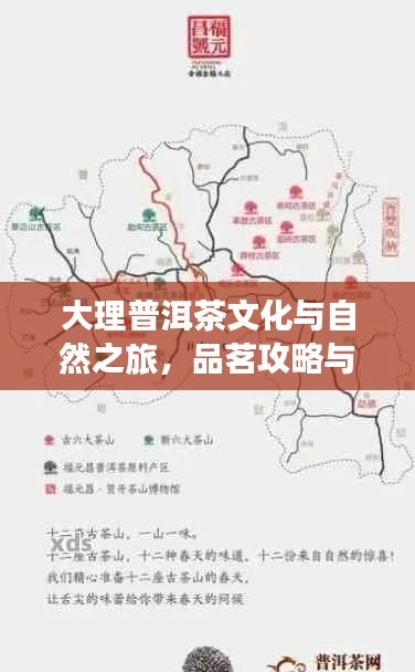 大理普洱茶文化与自然之旅，品茗攻略与旅行指南双重体验