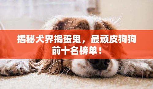 揭秘犬界捣蛋鬼，最顽皮狗狗前十名榜单！