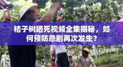 桔子树晒死视频全集揭秘，如何预防悲剧再次发生？