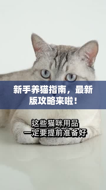 新手养猫指南，最新版攻略来啦！
