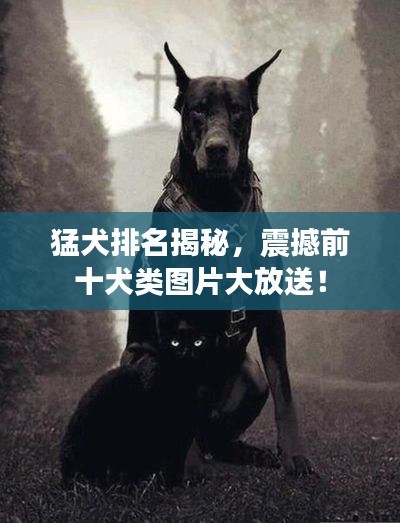 猛犬排名揭秘，震撼前十犬类图片大放送！