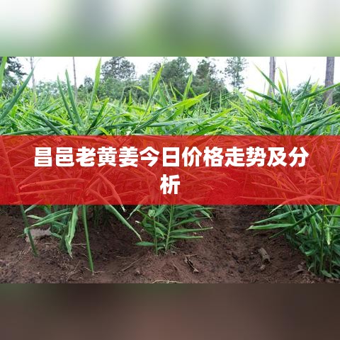 昌邑老黄姜今日价格走势及分析