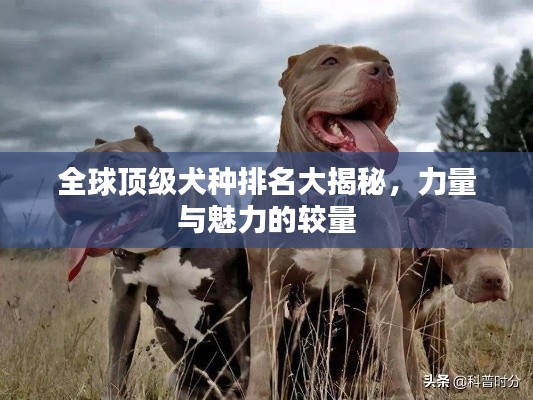 全球顶级犬种排名大揭秘，力量与魅力的较量