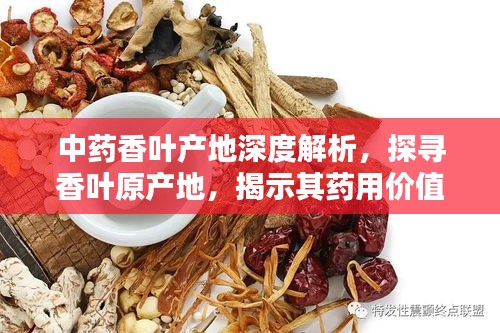 中药香叶产地深度解析，探寻香叶原产地，揭示其药用价值
