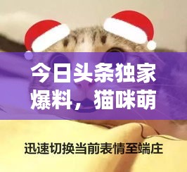 今日头条独家爆料，猫咪萌态视频走红，全网瞩目引发关注热潮