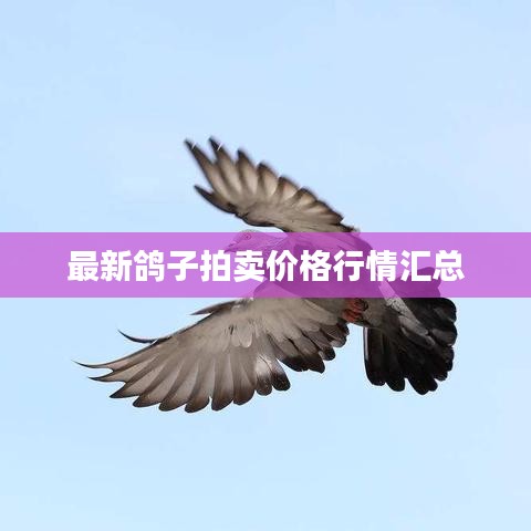 最新鸽子拍卖价格行情汇总