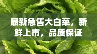 最新急售大白菜，新鲜上市，品质保证！