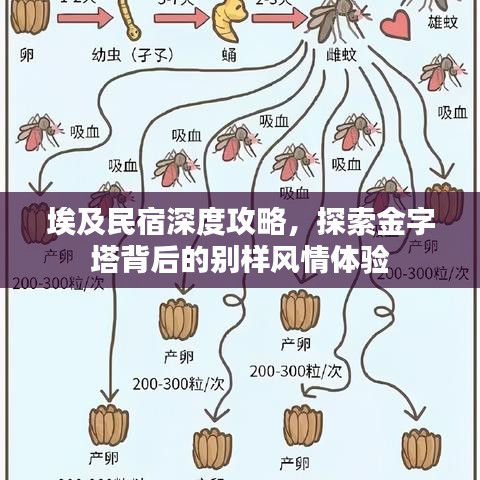埃及民宿深度攻略，探索金字塔背后的别样风情体验